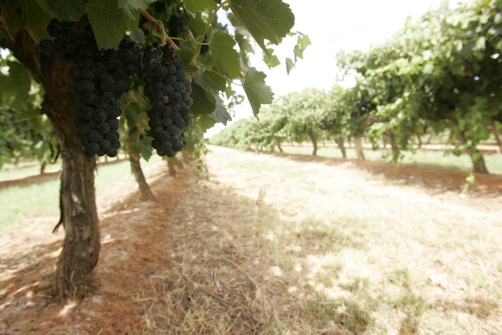 Grape growers are battling low prices once again.