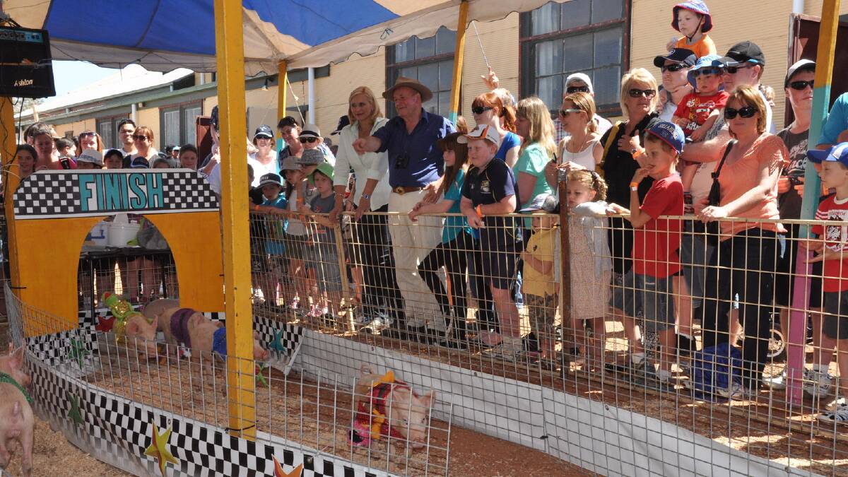 The comedy pig races at the Griffith Show.