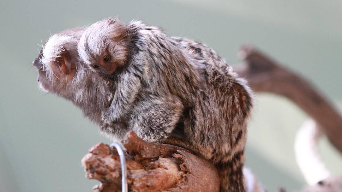 Common marmosets were in the spotlight at Altina Wildlife Park's open day for their new enclosure. Picture: Anthony Stipo
