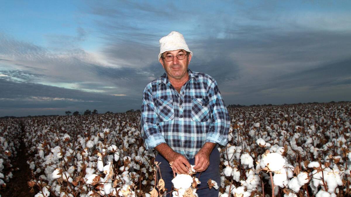 Cotton grower Peter Salvestro stands in one of his paddocks as picking continues. Picture: Anthony Stipo